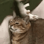 QQ图片20231007125139.gif